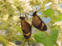 Actinote pellenea perfulva