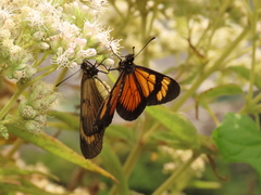 Actinote pellenea perfulva