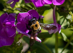 Xylocopa virginica