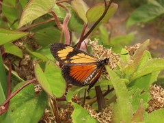 Actinote pellenea perfulva