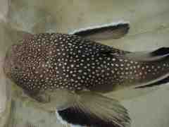 Astroscopus y-graecum