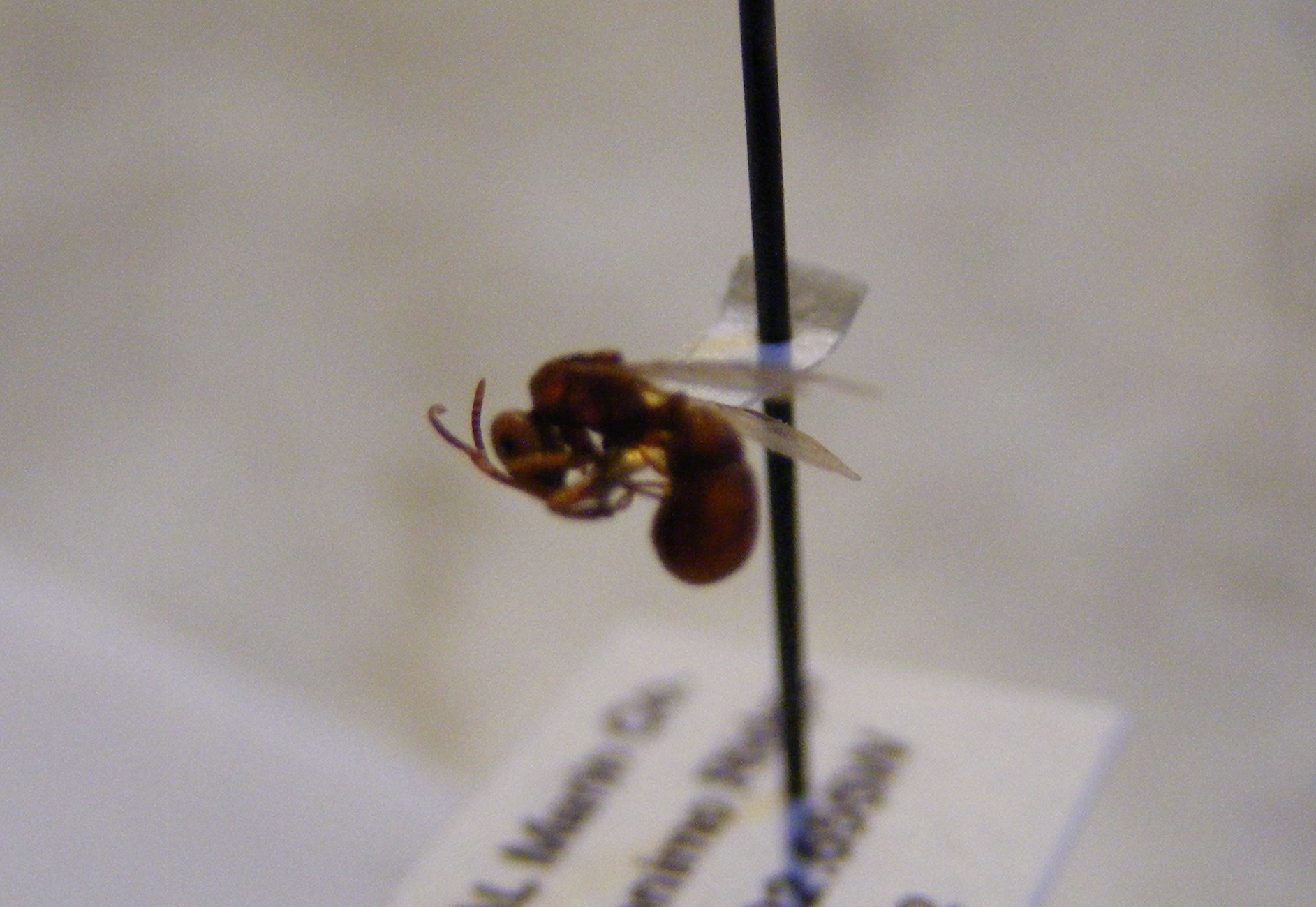 Proceratium californicum