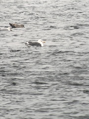 Larus argentatus × marinus