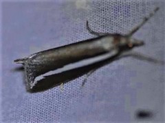 Carectocultus perstrialis