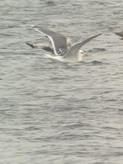 Larus argentatus × marinus