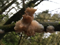 Exidia thuretiana