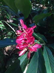 Alpinia purpurata