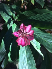 Alpinia purpurata