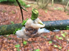 Exidia thuretiana