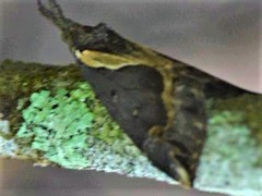 Hypena ramstadtii