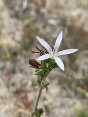 Wahlenbergia tenella