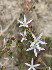 Wahlenbergia tenella