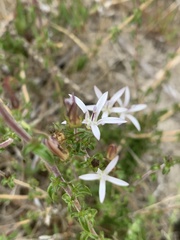 Wahlenbergia tenella