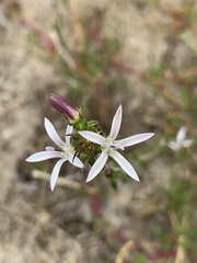 Wahlenbergia tenella