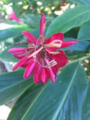 Alpinia purpurata