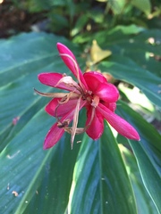 Alpinia purpurata