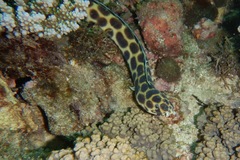 Myrichthys maculosus