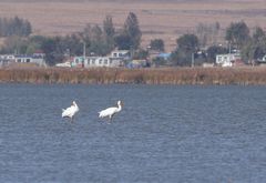 Leucogeranus leucogeranus