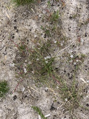 Wahlenbergia tenella