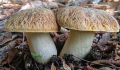Hemileccinum depilatum