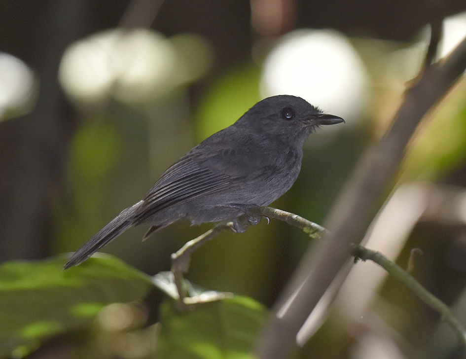 Cinereous Antshrike
