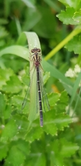 Xanthocnemis tuanuii