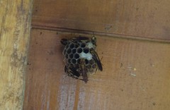 Polistes myersi
