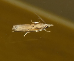 Fissicrambus profanellus