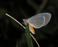 Aganainae