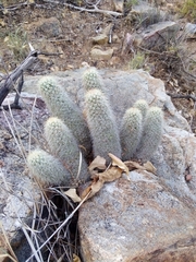 Mammillaria phitauiana