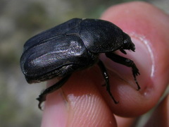 Protaetia oblonga