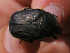 Protaetia oblonga