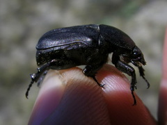 Protaetia oblonga