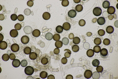 Thielaviopsis paradoxa