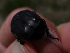 Protaetia oblonga