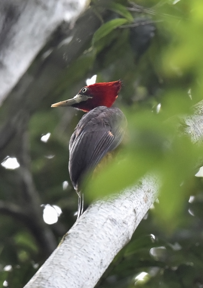 Red-necked Woodpecker illustration