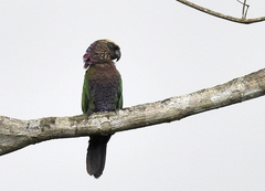 Deroptyus accipitrinus