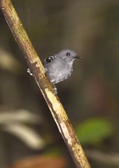 Willisornis poecilinotus