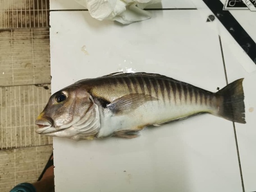 Zebra tilefish (Branchiostegus semifasciatus) — Malacanthidae