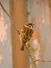 Passer montanus