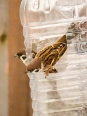 Passer montanus
