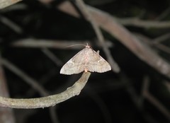 Azeta