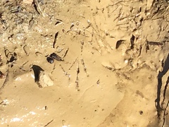 Zonotrichia leucophrys