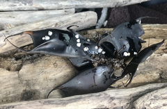 Amphibalanus venustus