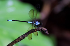 Diphlebia euphoeoides