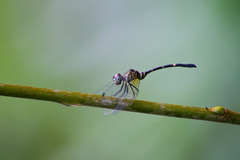 Nannophlebia eludens