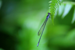 Pseudagrion ignifer