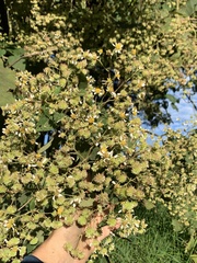 Montanoa quadrangularis