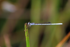 Agriocnemis argentea