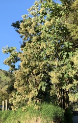 Montanoa quadrangularis